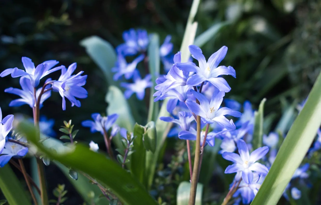 Photo wallpaper flowers, blue, blue, spring, bokeh, Hionodoksa