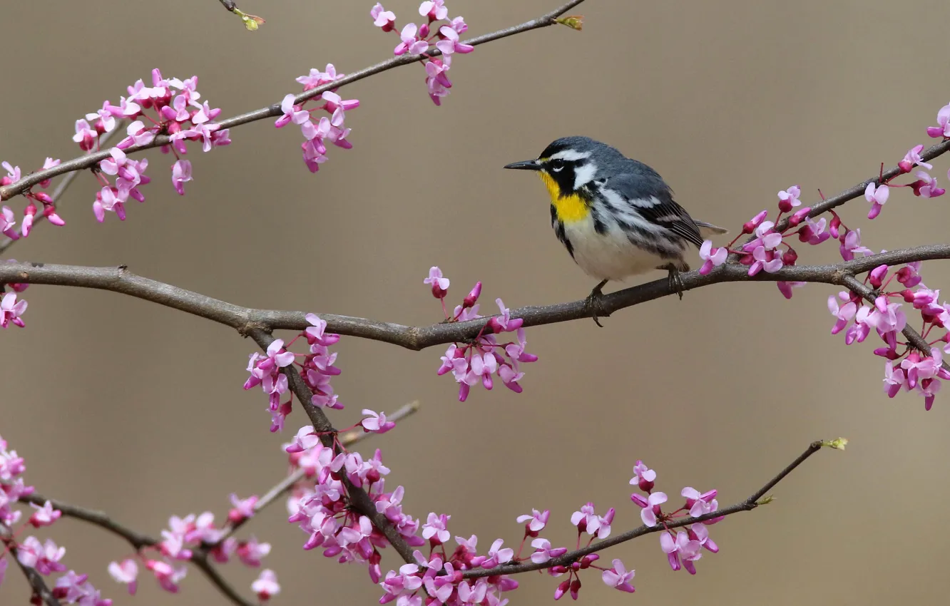 Photo wallpaper trees, flowers, branches, background, bird, bokeh, Yellow-throated Warbler