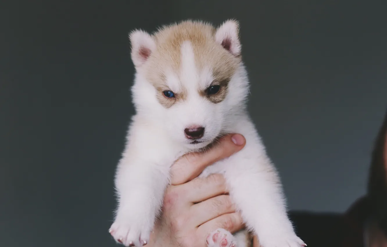 Photo wallpaper dog, puppy, husky