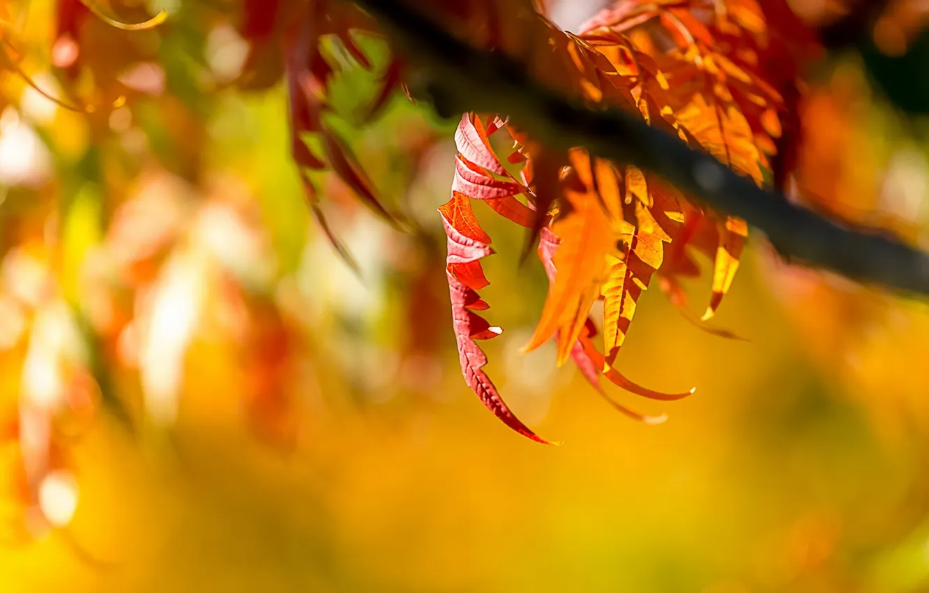 Photo wallpaper autumn, leaves, nature