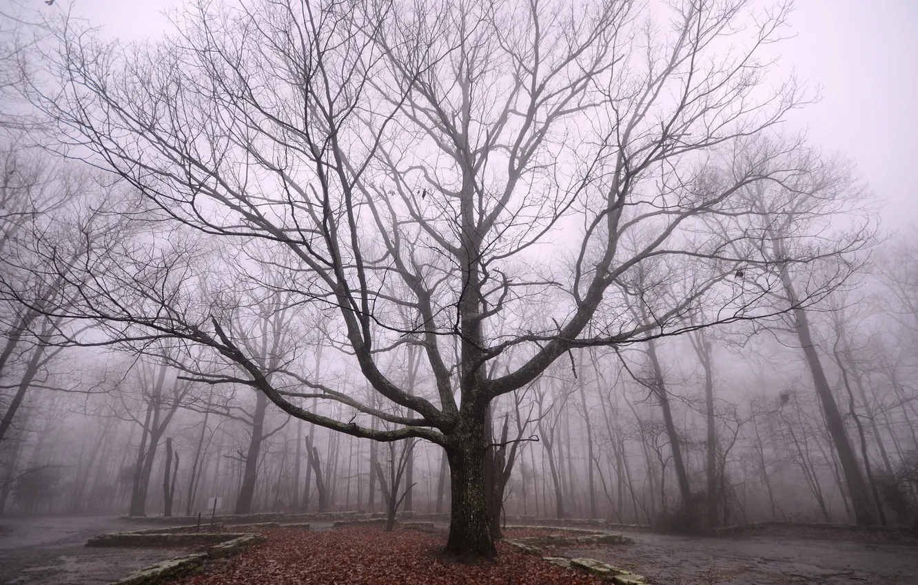 Photo wallpaper trees, fog, Park
