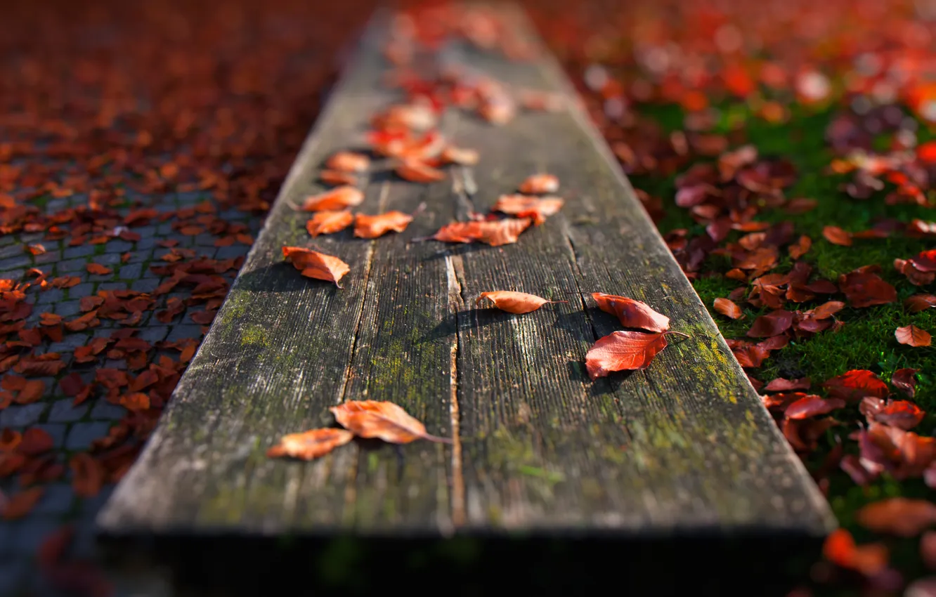 Photo wallpaper autumn, grass, leaves, bench