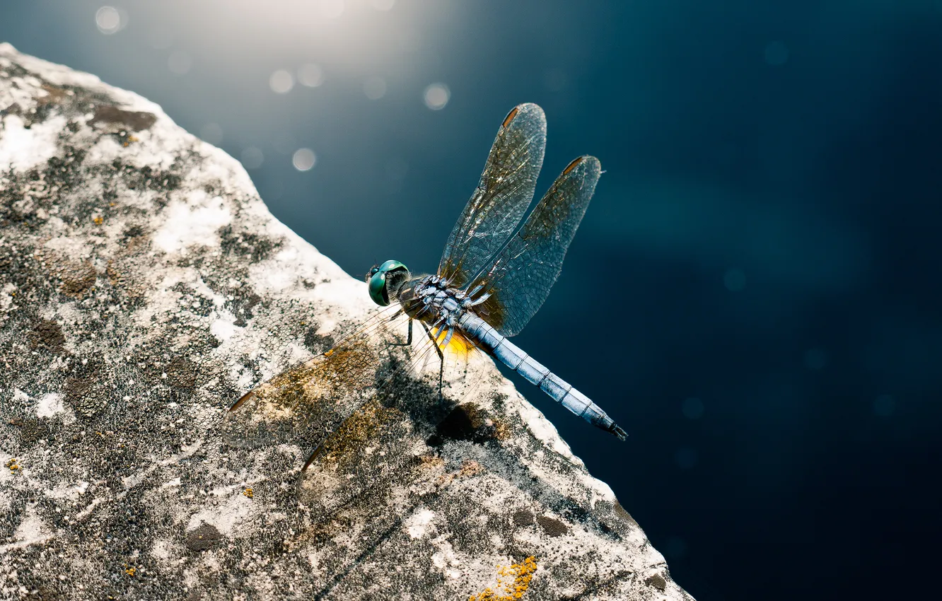 Photo wallpaper dragonfly, Wisconsin, USA, USA, Wisconsin, Madison, Madison, Olbrich Botanical Gardens