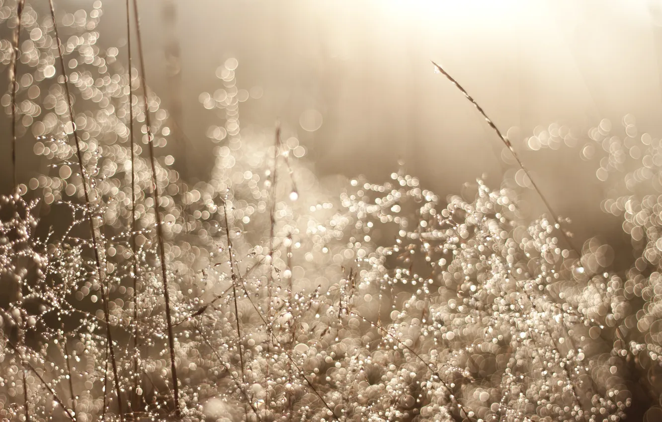 Photo wallpaper grass, Rosa