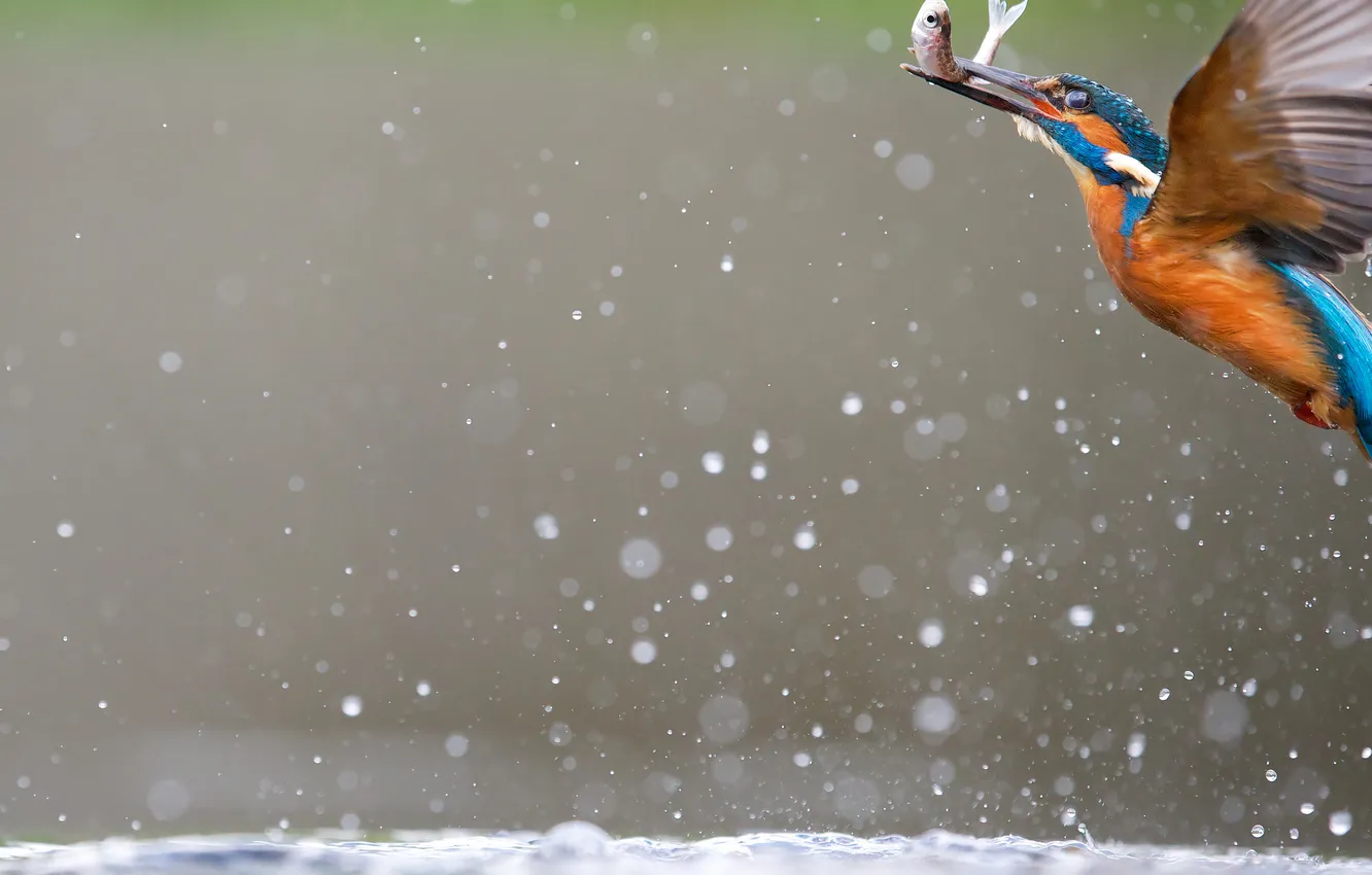 Photo wallpaper water, squirt, bird, food, fish, Kingfisher, catch, fish