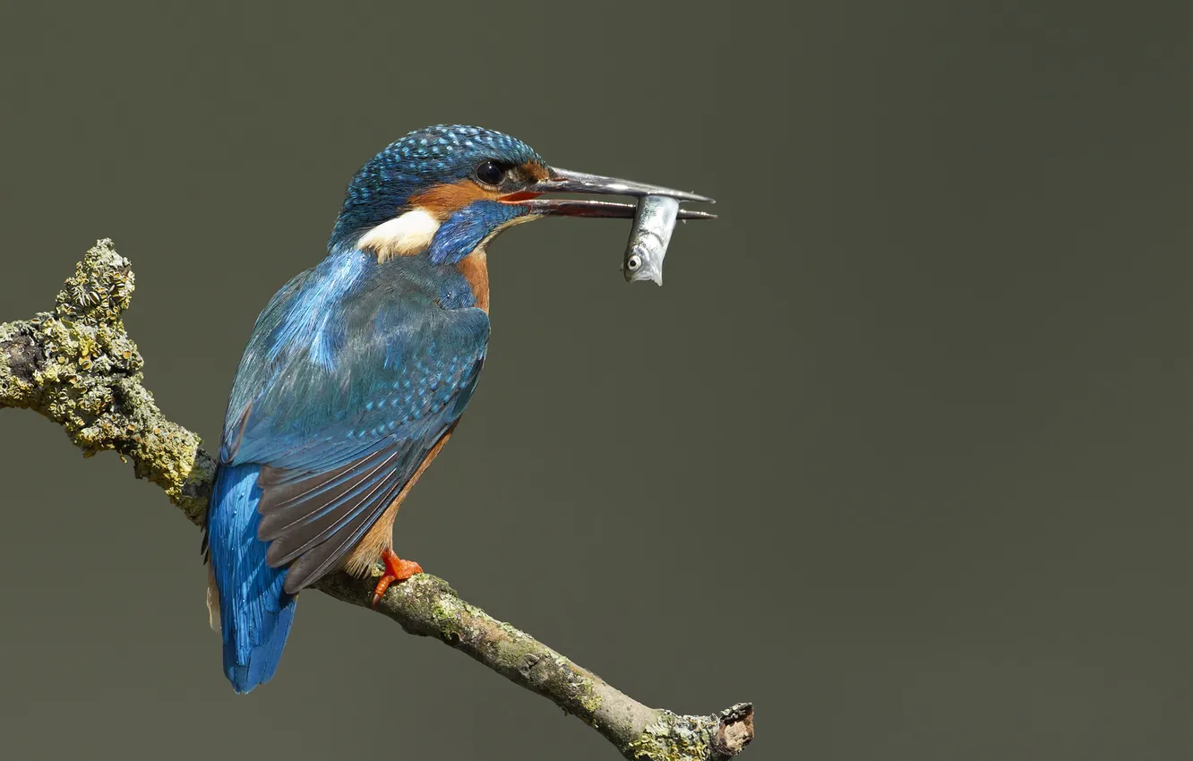 Photo wallpaper fish, branches, bird, food, Kingfisher, catch