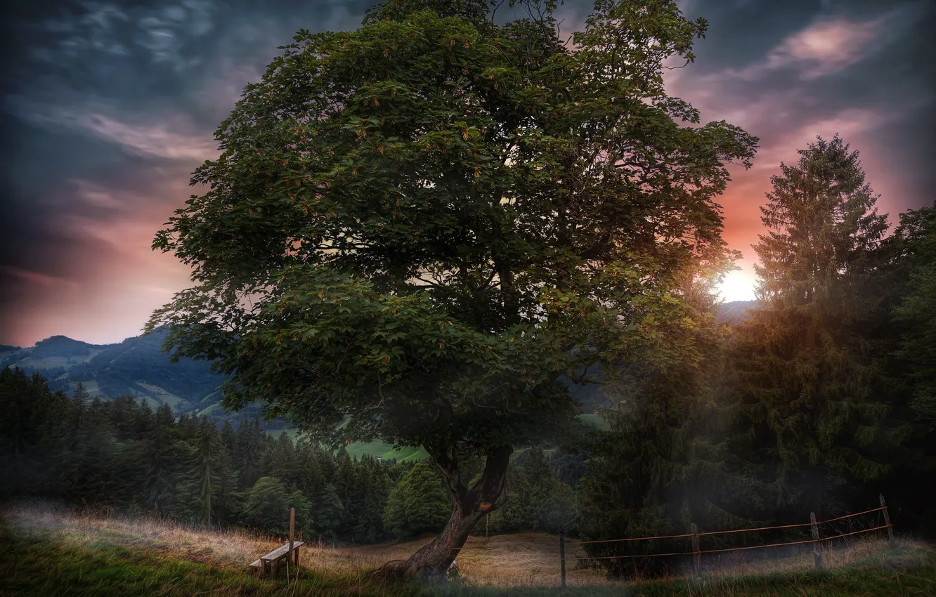 Photo wallpaper sunset, tree, bench