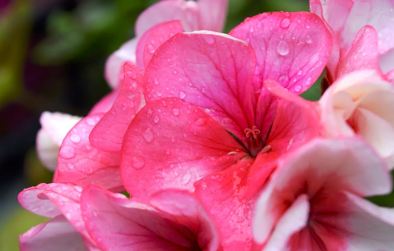 Photo wallpaper geranium, water drops, summer, pink, flowers