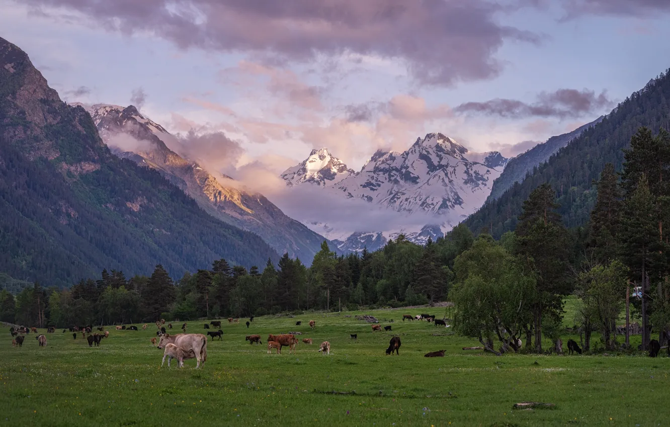 Photo wallpaper mountains, cows, the herd