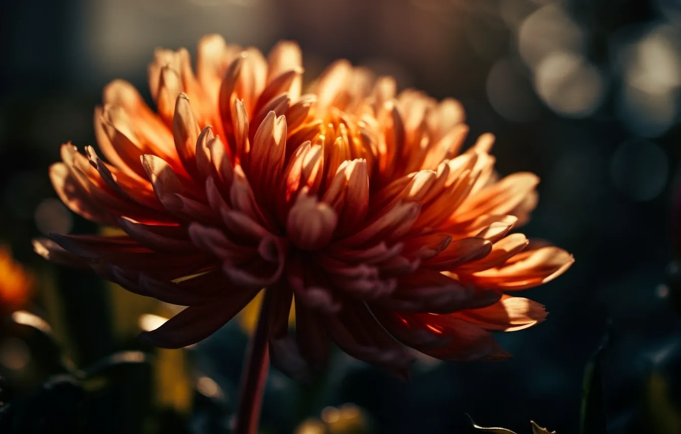Photo wallpaper macro, light, flowers, orange, chrysanthemum, bokeh, composition, digital art