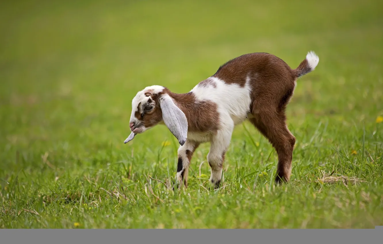 Photo wallpaper cub, lawn, goat