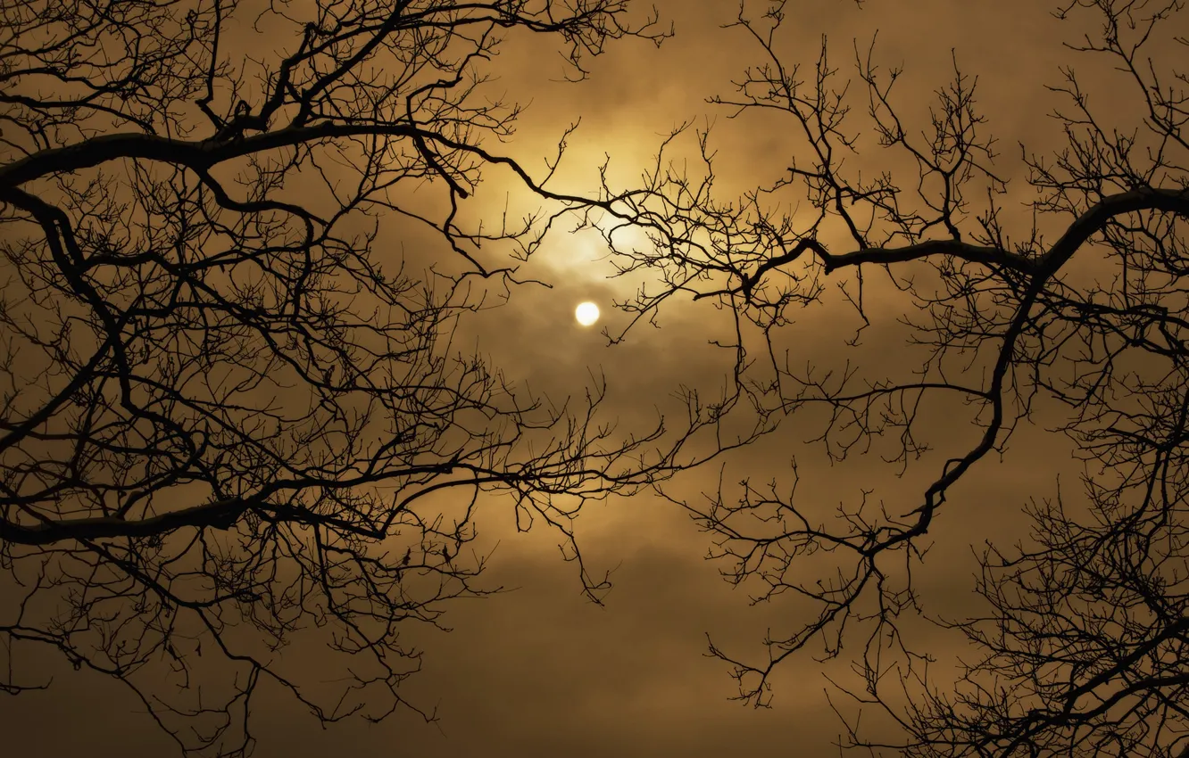 Photo wallpaper the sky, clouds, night, the moon, silhouette, moon, sky, branch. trees
