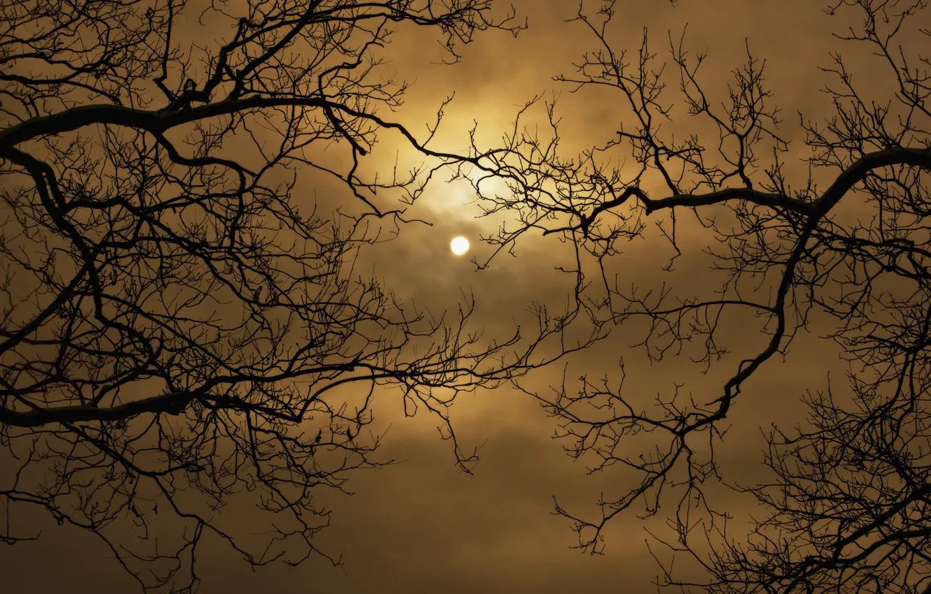 Photo wallpaper the sky, clouds, night, the moon, silhouette, Moon, sky, branch. trees