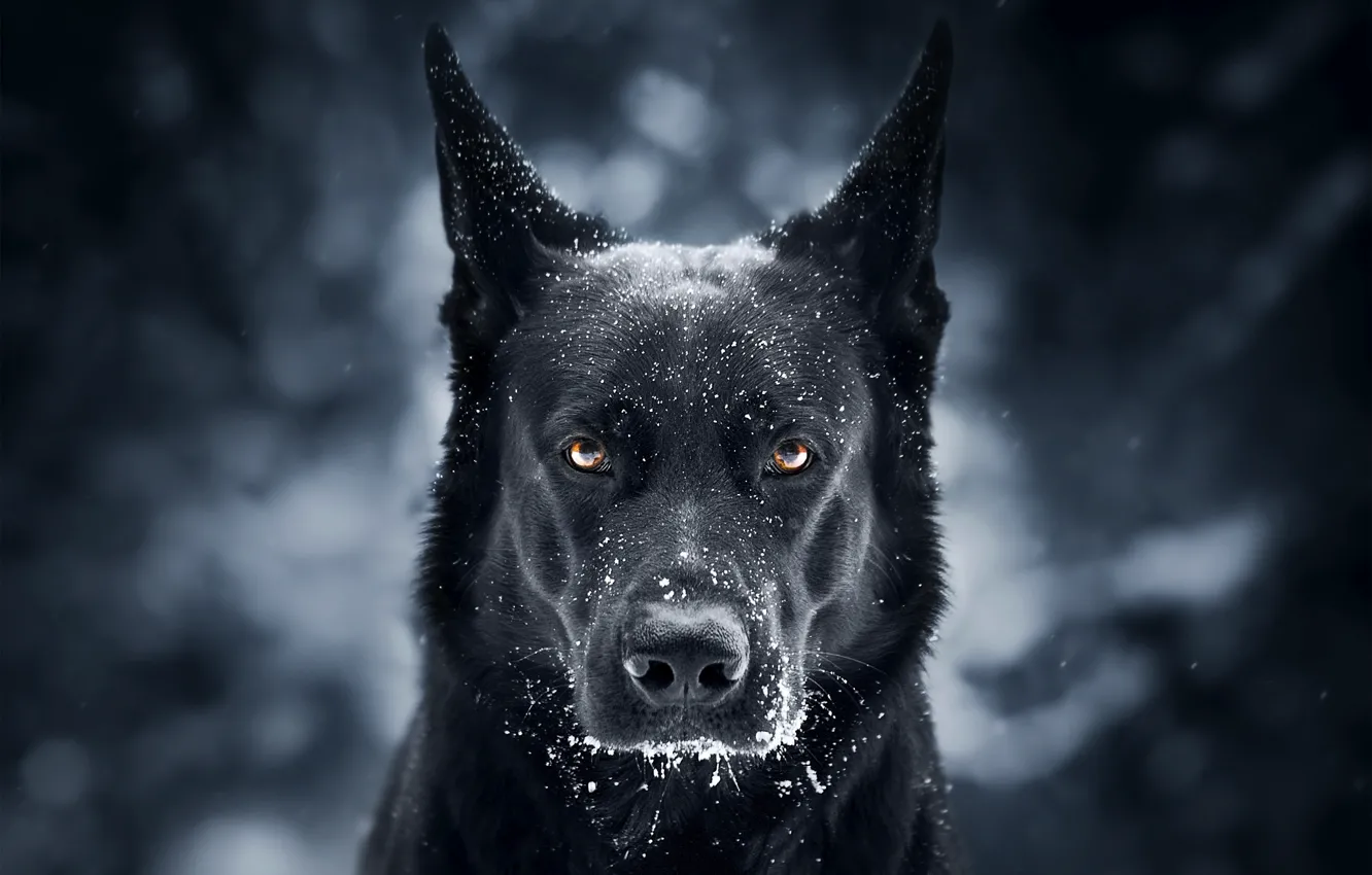 Photo wallpaper look, face, snow, background, dog, German shepherd