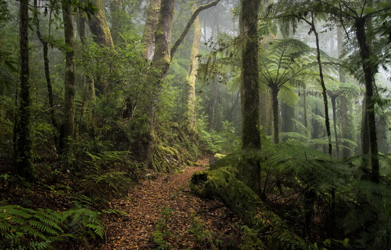 Photo wallpaper forest, trees, nature, fog, Australia, fern, path, Australia