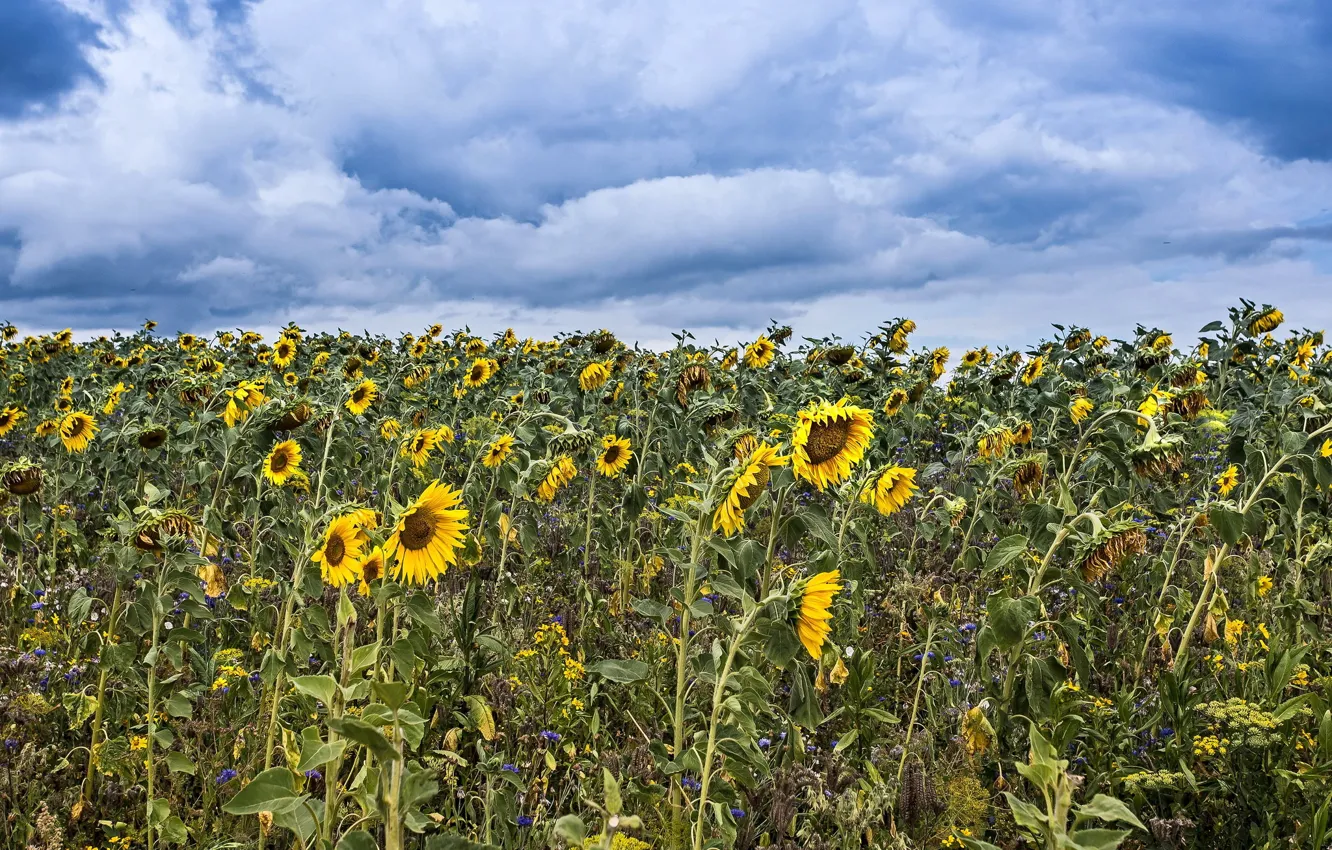 Photo wallpaper summer, sunflowers, nature