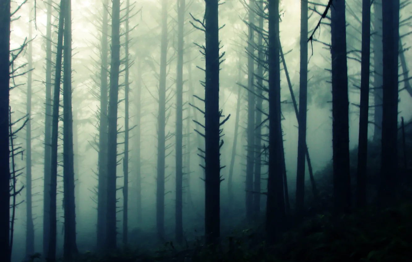 Photo wallpaper forest, trees, nature, fog