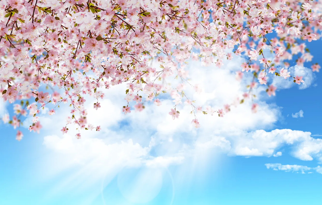 Photo wallpaper nature, tree, spring, flowering, the sun