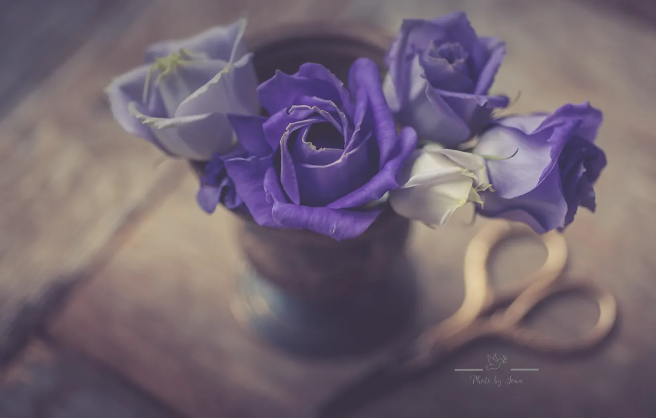 Photo wallpaper style, roses, purple, scissors