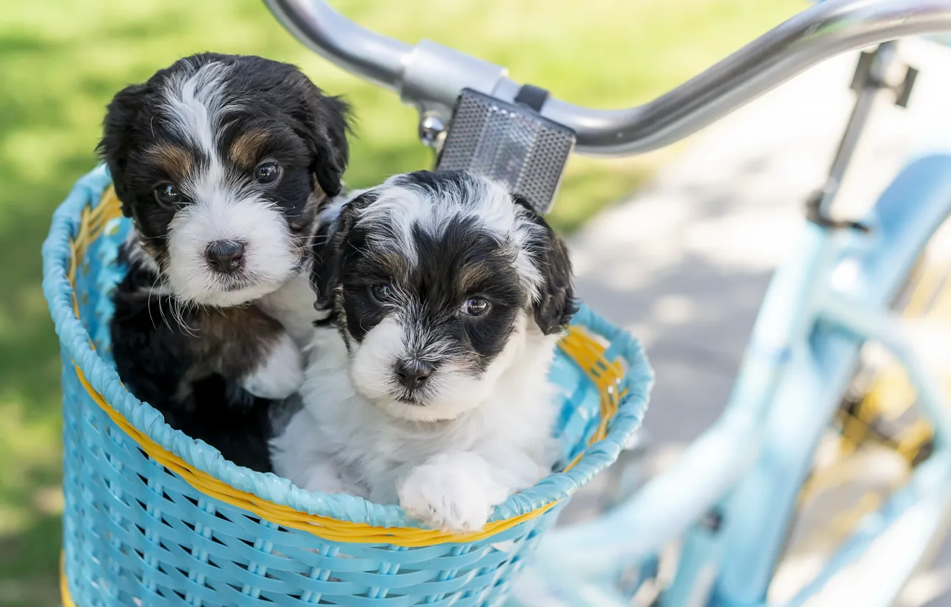 Photo wallpaper dogs, bike, puppies