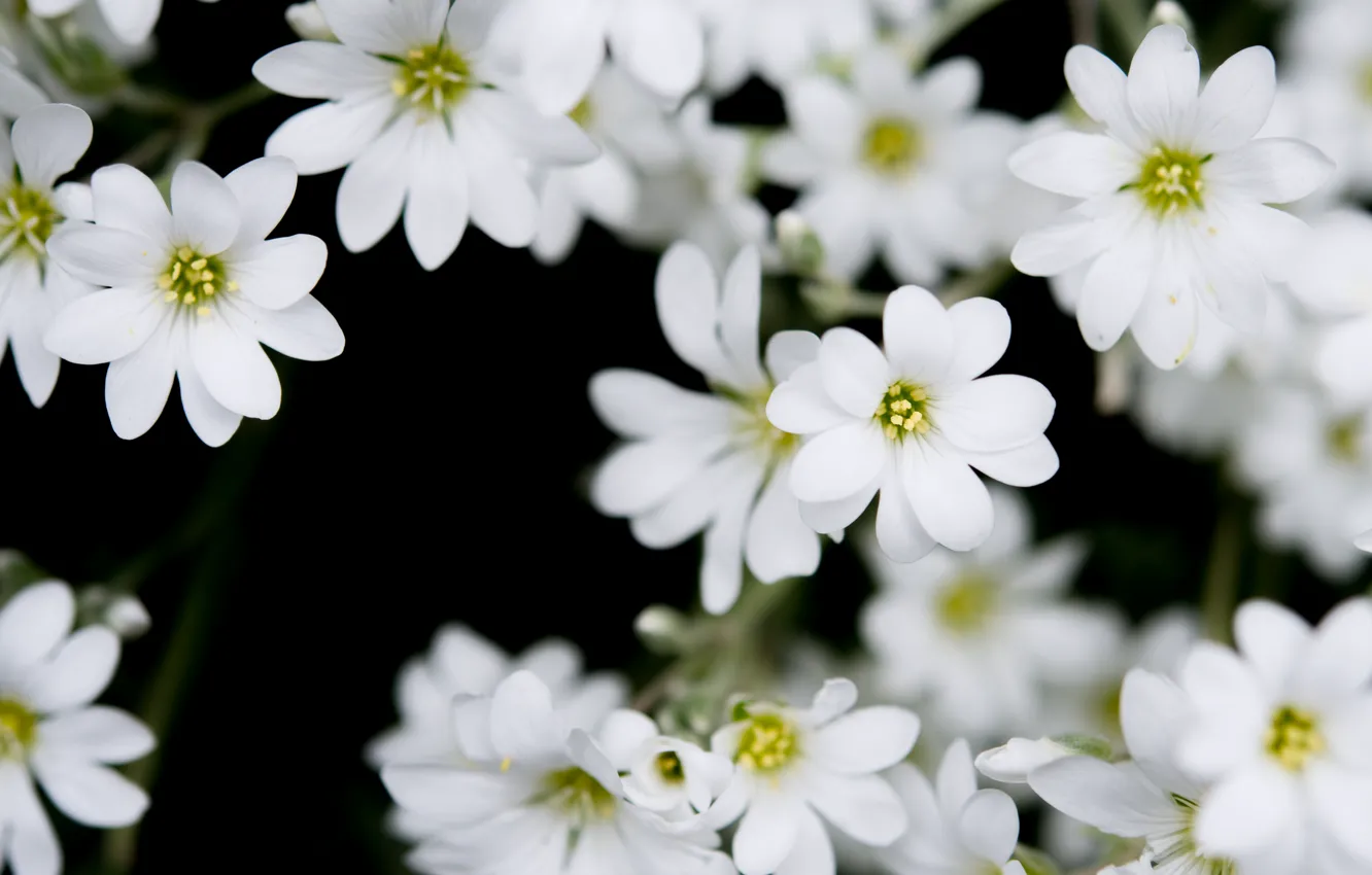 Photo wallpaper flowers, petals, white
