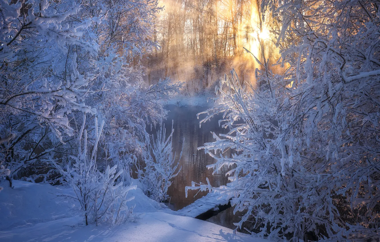 Photo wallpaper winter, snow, trees, river, morning, frost, Russia, Altay