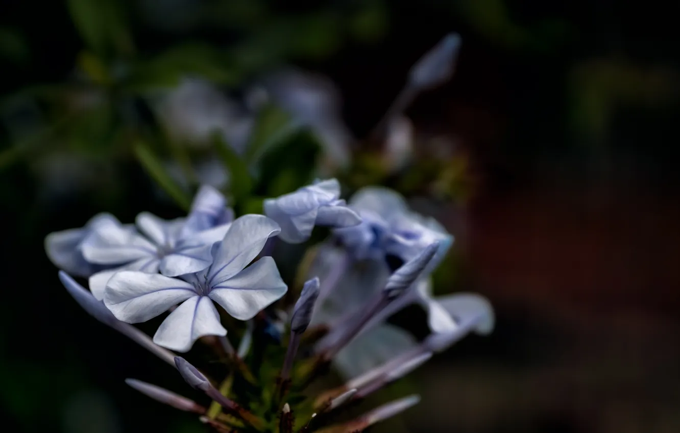Photo wallpaper flowers, blue, petals