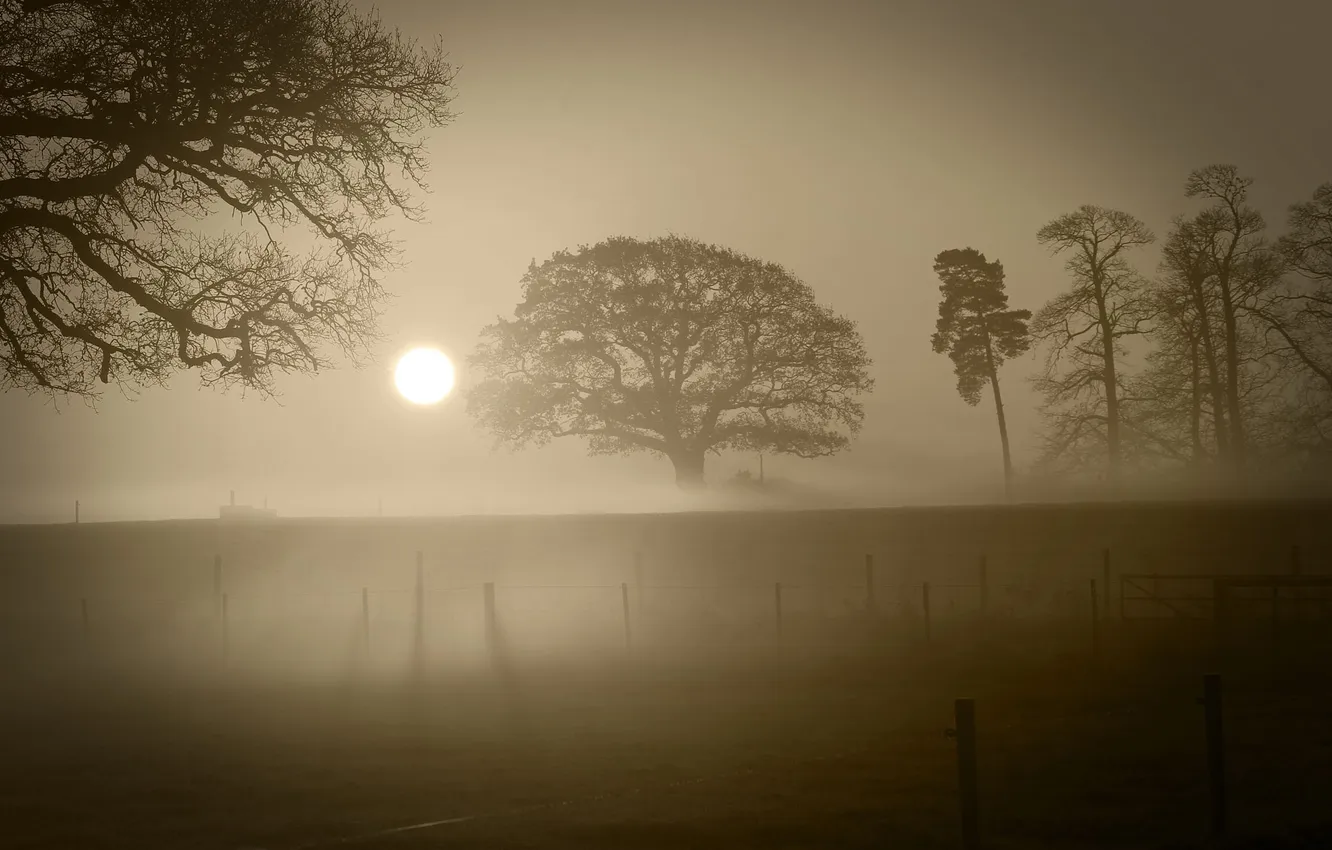 Photo wallpaper forest, landscape, nature, fog