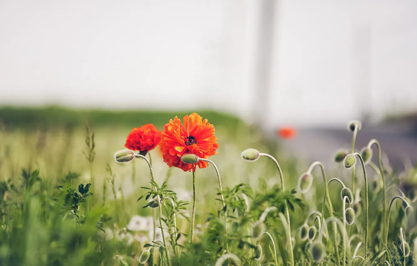 Photo wallpaper nature, background, Maki