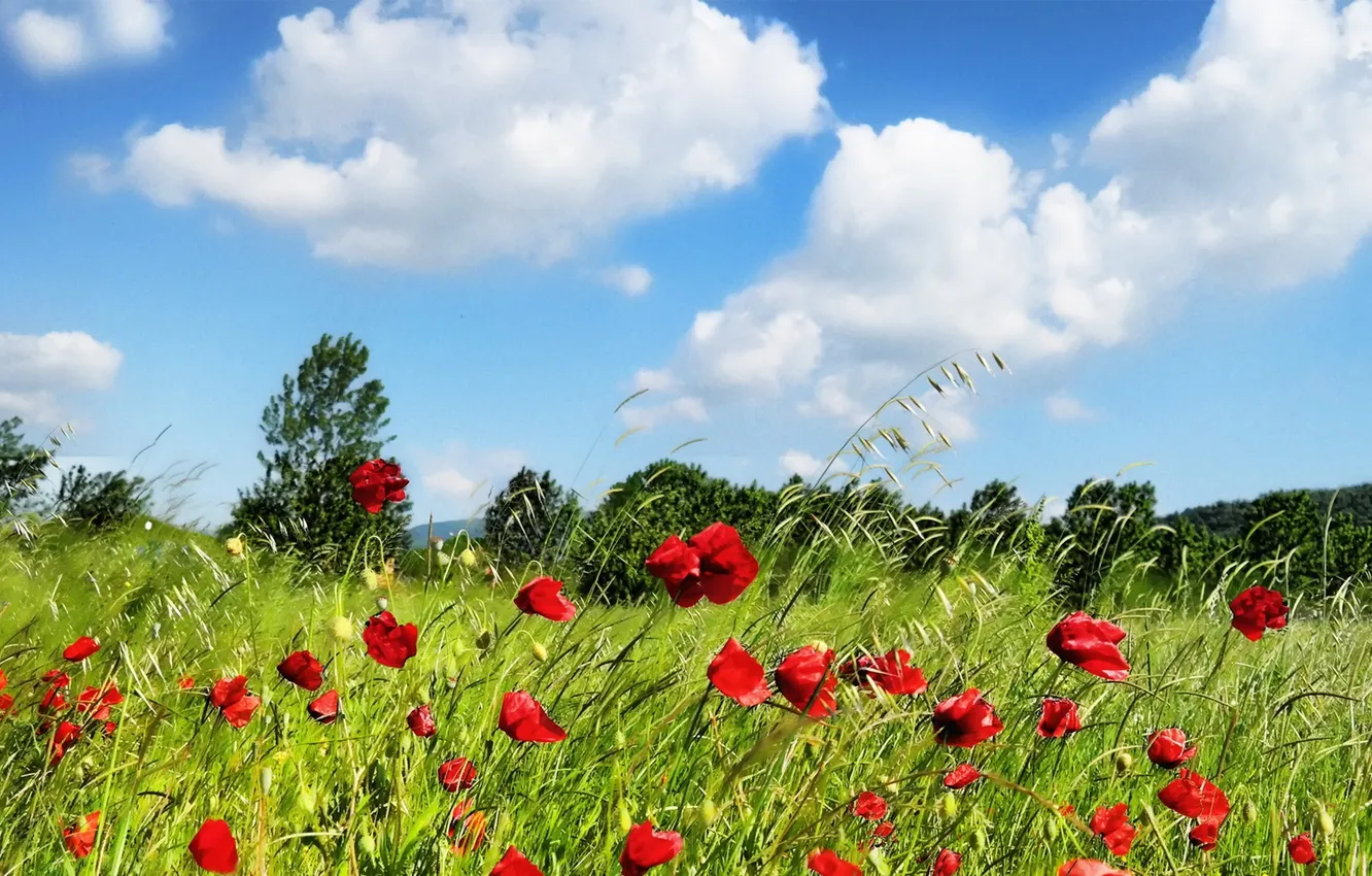 Photo wallpaper field, summer, Maki