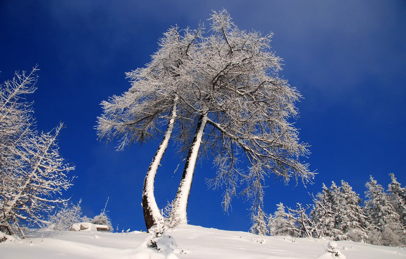 Photo wallpaper winter, frost, snow, trees, nature