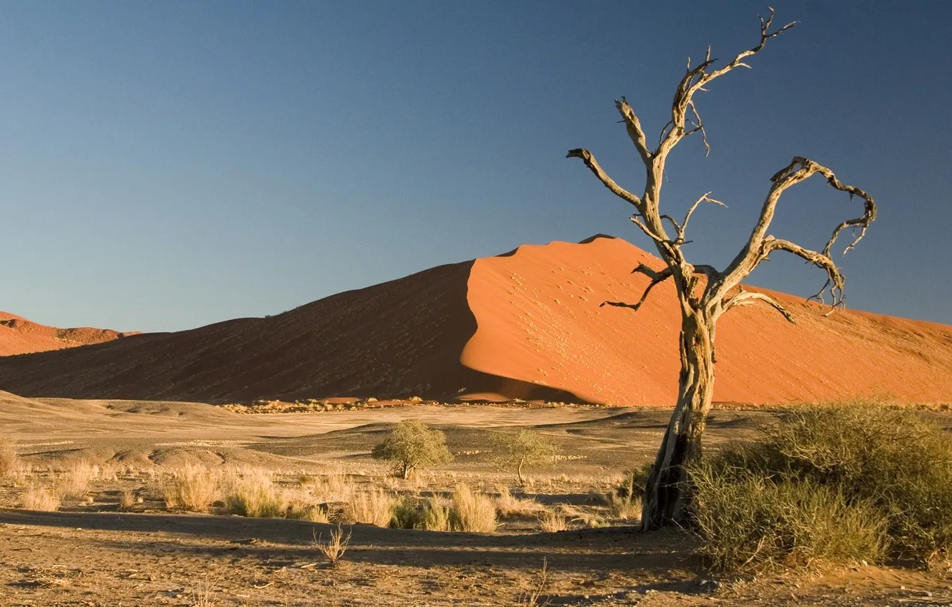 Photo wallpaper tree, desert, grass, Sands, dry