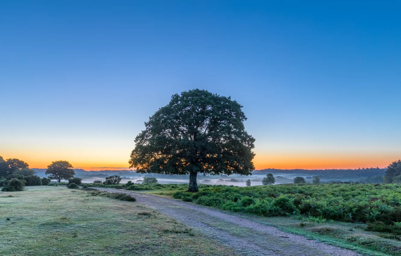 Photo wallpaper road, field, summer, the sky, trees, fog, blue, the evening