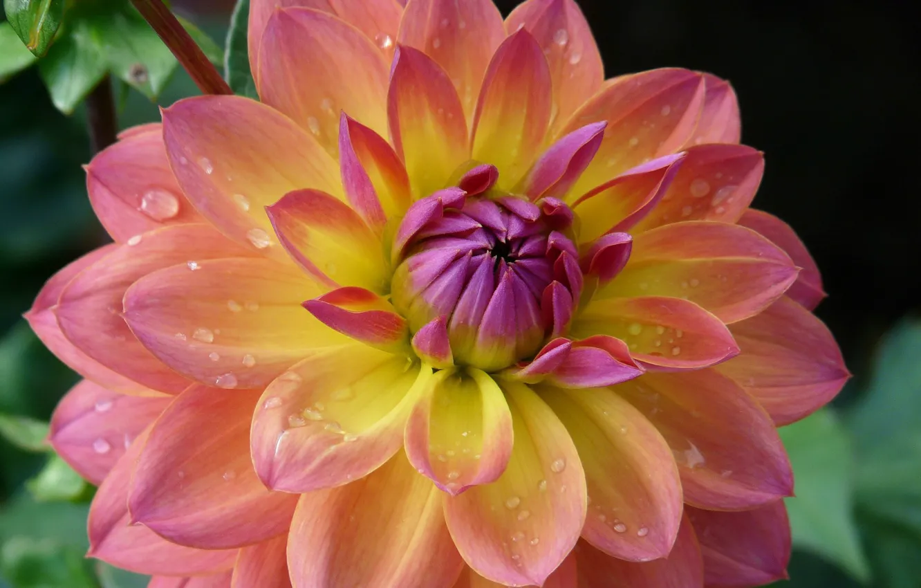 Photo wallpaper drops, macro, petals, flowering, dahlias