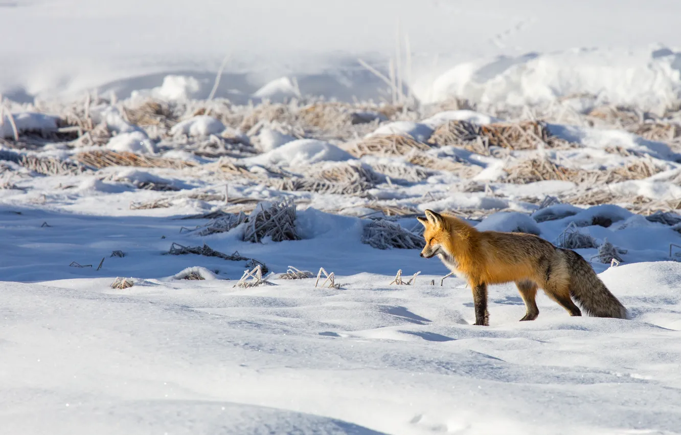 Photo wallpaper winter, field, light, snow, Fox, the snow, red, wildlife