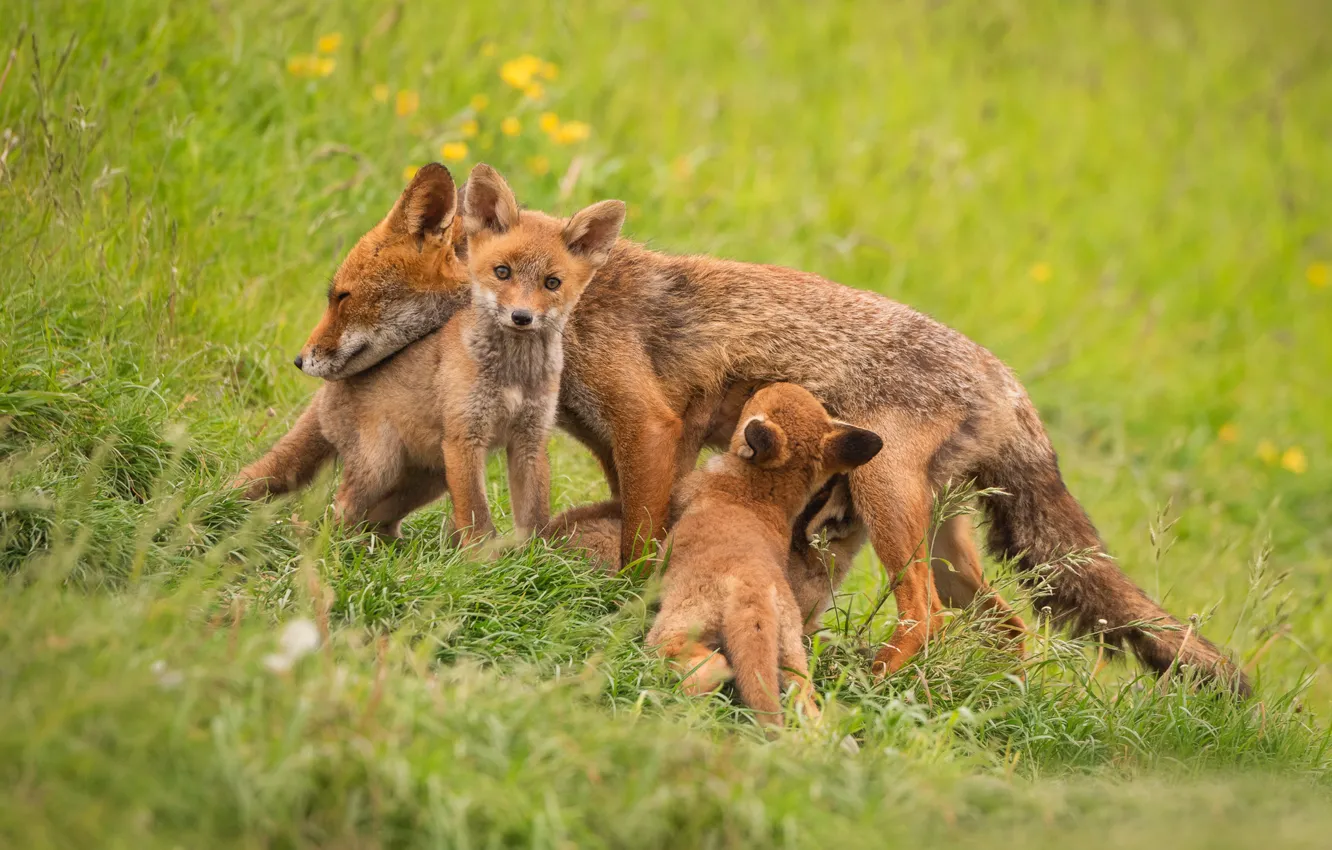 Photo wallpaper grass, look, nature, pose, spring, Fox, cubs, mother