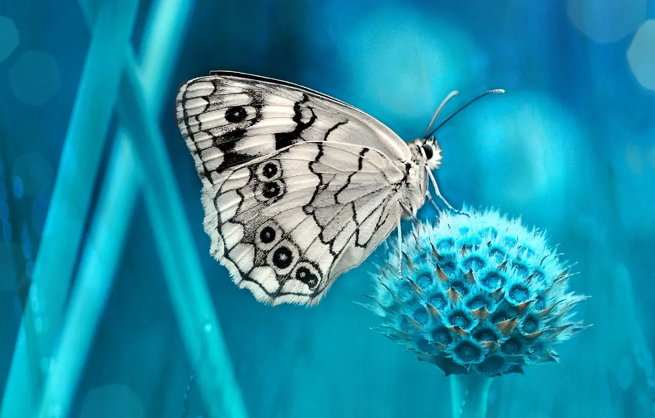 Photo wallpaper white, macro, pattern, butterfly, plant, stem, insect, black and white