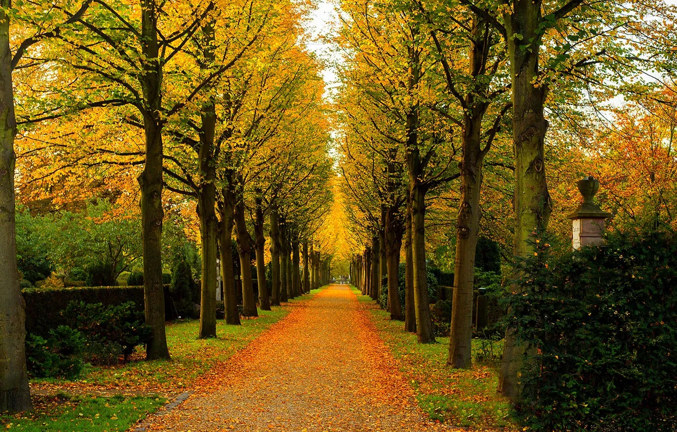 Photo wallpaper road, autumn, forest, leaves, trees, nature, Park, colors