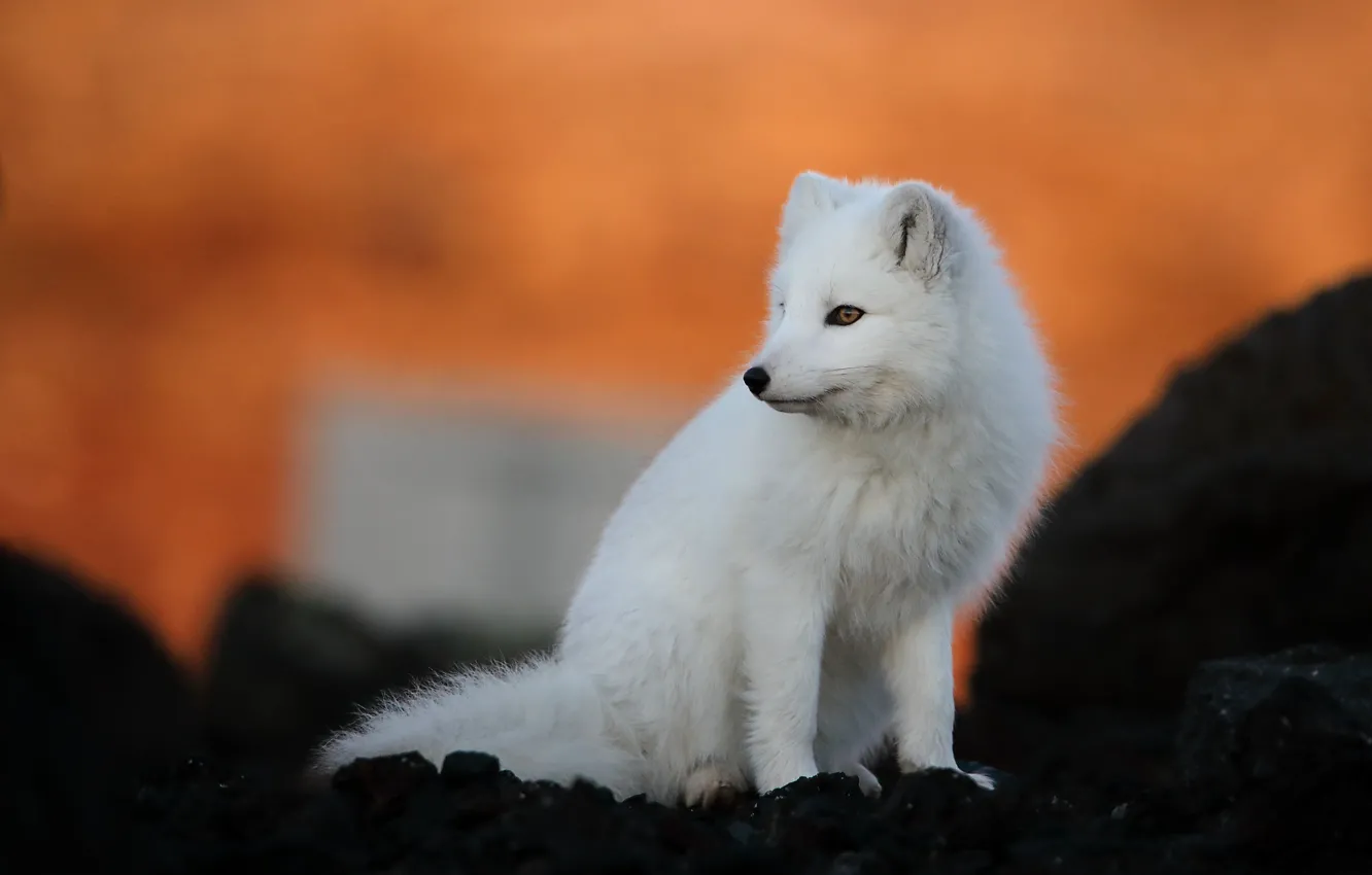 Photo wallpaper white, nature, sitting, Fox