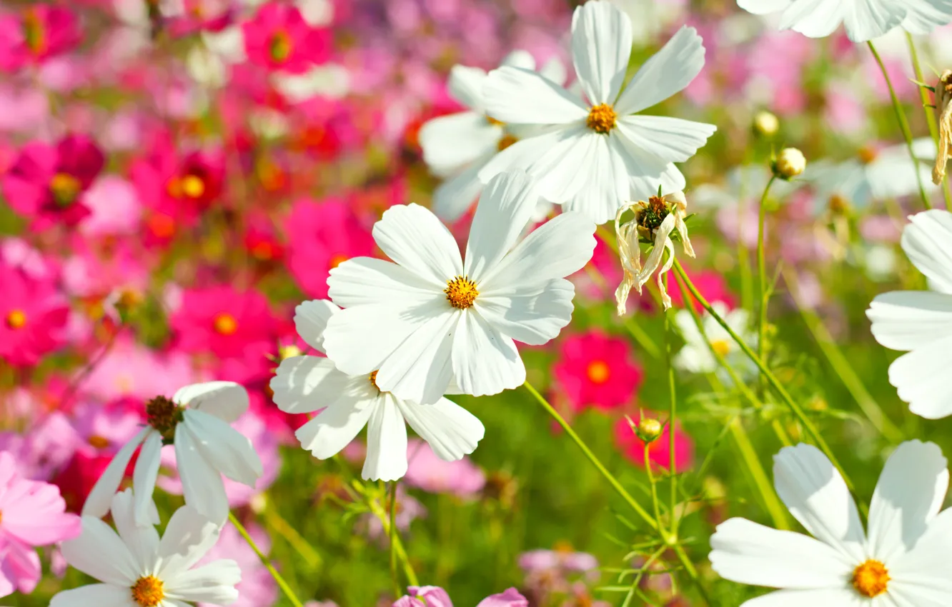 Photo wallpaper field, summer, flowers, colorful, meadow, summer, pink, white