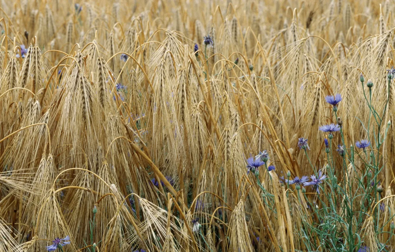 Photo wallpaper wheat, field, flowers, spikelets, cornflowers