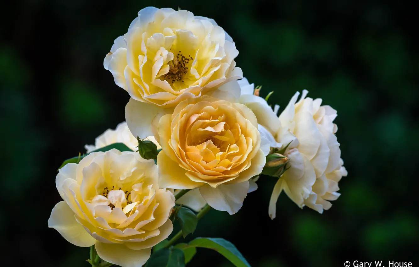 Photo wallpaper yellow, roses, the bushes