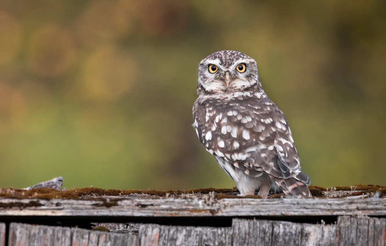 Photo wallpaper look, owl, bird, Board, the barn, bokeh, owl