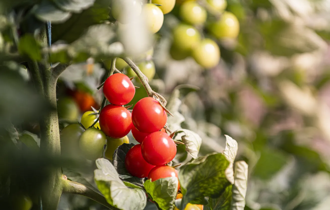 Photo wallpaper leaves, branches, red, stem, tomatoes, tomatoes, the garden, bokeh