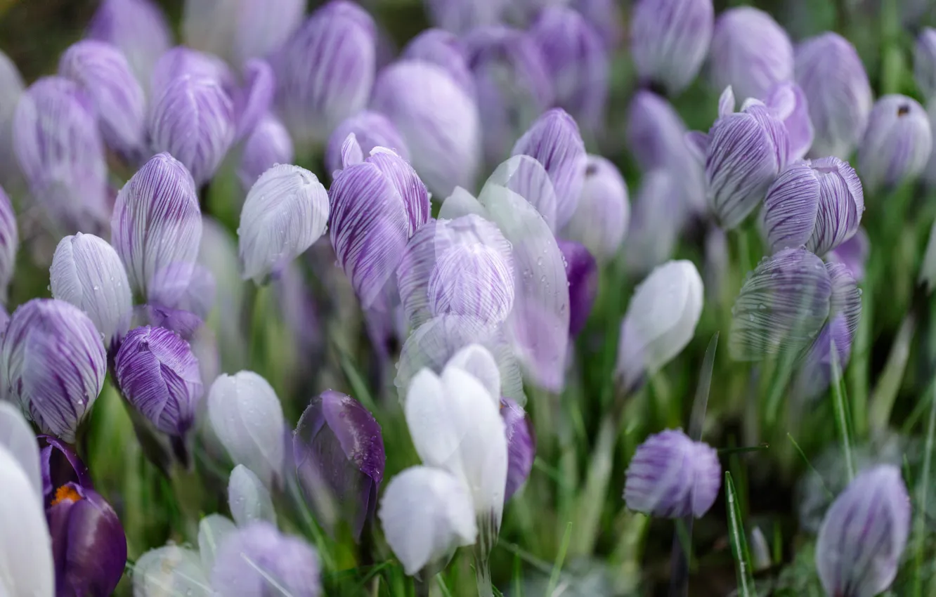 Photo wallpaper macro, flowers, spring, crocuses