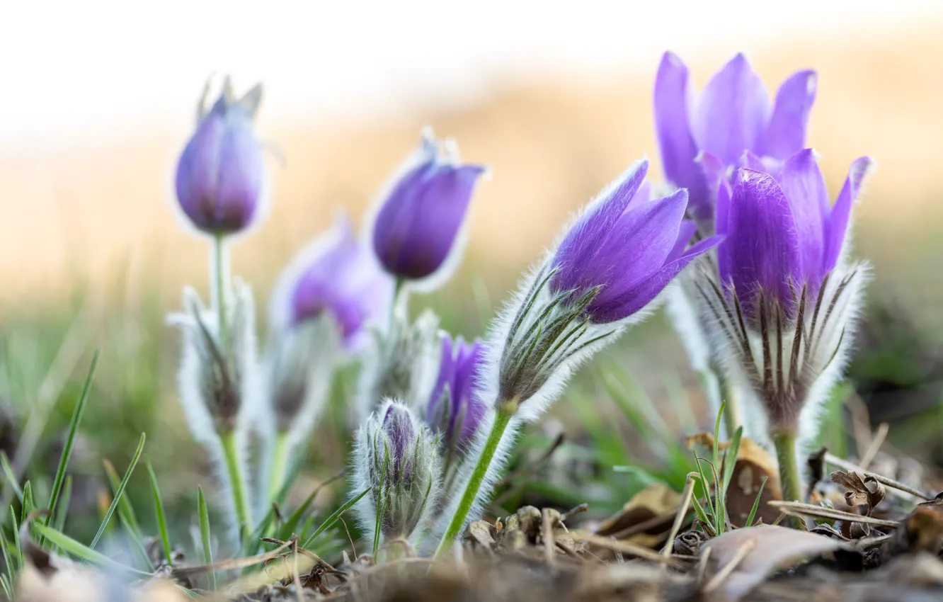 Photo wallpaper purple, leaves, flowers, nature, glade, blur, spring, buds