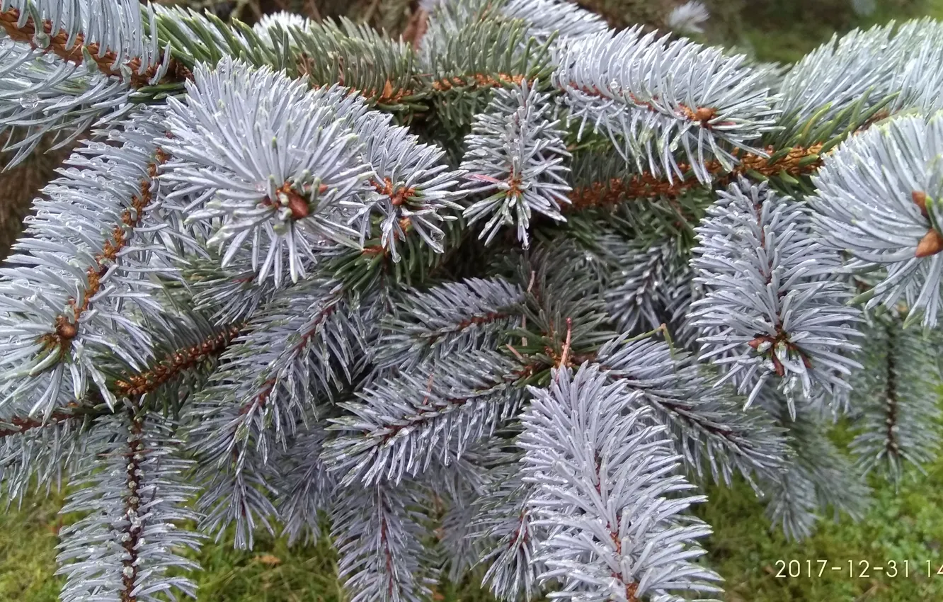 Photo wallpaper greens, needles, Christmas tree branch, spruce branch, green needles, blue spruce, spruce branch, a sprig …