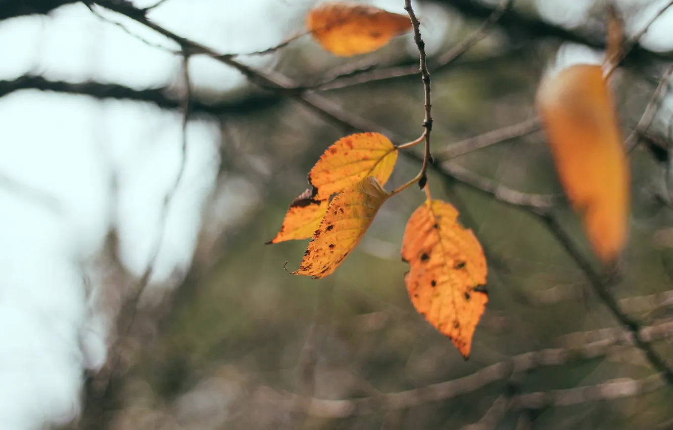 Photo wallpaper autumn, leaves, branch, orange