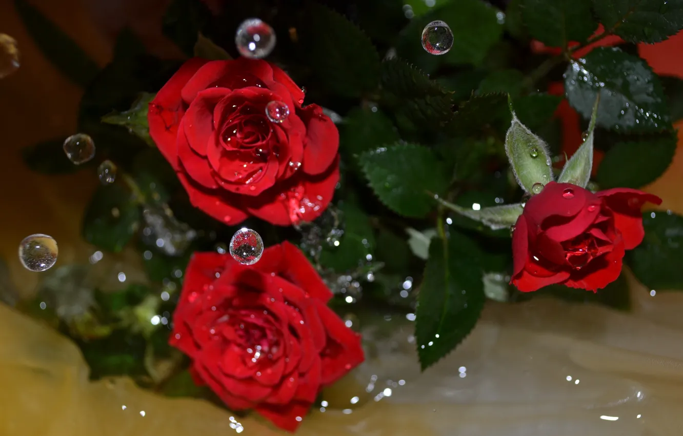 Photo wallpaper water, drops, flowers, roses