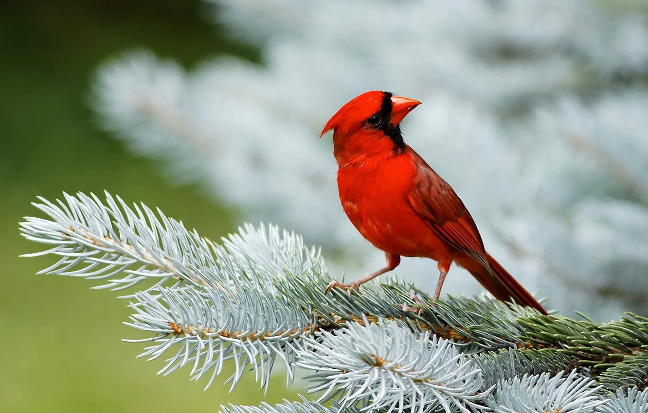 Photo wallpaper red, bird, spruce, needles, cardinal